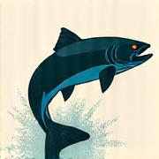 Iconic Pacific Salmon illustration.